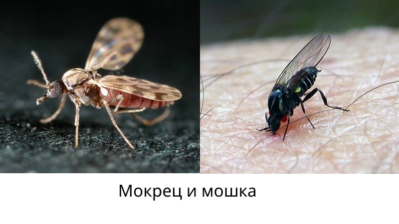 Мокрец и мошка